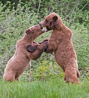 Bear Rassle_4035